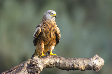 mulvul milvul, red kite