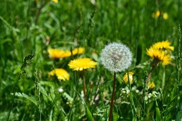 White flowers in green grass.