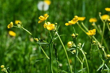 White flowers in green grass.