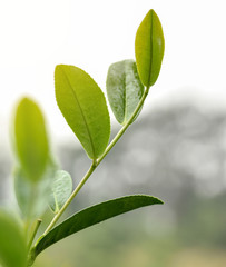 Green tea leaves and dewdrops. Young green tea sprout in tea orchard with morning fog in the background. Soft morning sunlight touching the leaves.