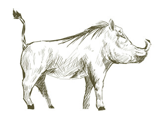 Illustration drawing style of pig