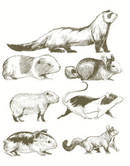 Illustration drawing style of animals collection