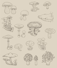 Vector of different kinds of mushrooms