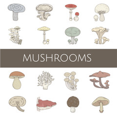 Vector of different kinds of mushrooms