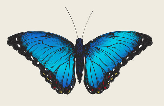 Illustration drawing style of butterfly