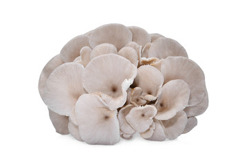 white oyster mushroom isolated on white background