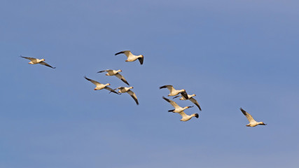 Birds flock of snow geese flying above the California desert at the Salton Sea