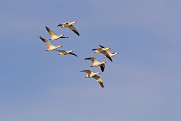 Birds snow geese flock flying at the Salton Sea