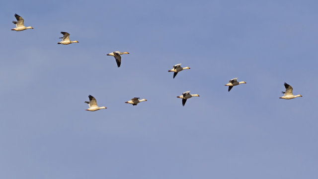 Bird watching snow geese flying in formation