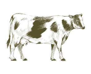 Illustration drawing style of cow