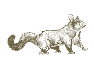 Obraz na płótnie Canvas Illustration drawing style of rat