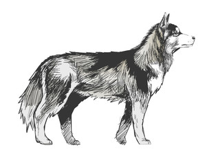 Illustration drawing style of dog - obrazy, fototapety, plakaty