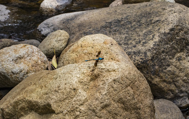 Blue dragonfly