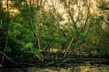 Green leaves of mangrove tree and dead tree in mangrove forest as background with clear white sky. Dark emotional scene.