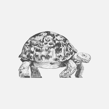Illustration drawing style of turtle
