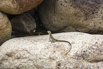Eastern Water Dragon