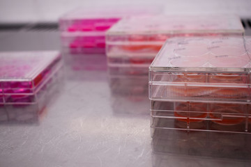 Well plates with a cell samples inside