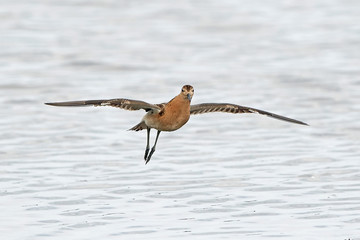 Ruff (Philomachus pugnax)
