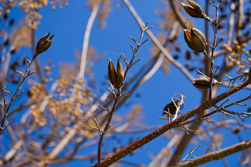 A close up to a different flower with a blue sky on the background