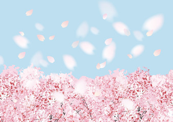 桜フル斜め 青ベタ