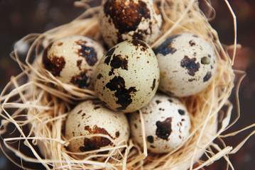 Obraz premium Close up Quail Eggs in Nest. Easter Decorations for greeting Background.
