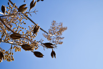 A different flower with a blue sky on the background
