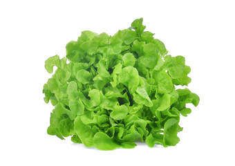 fresh green oak lettuce salad leaves isolated on white background