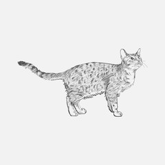 Obraz premium Illustration drawing style of cat