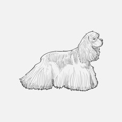 Illustration drawing style of dog