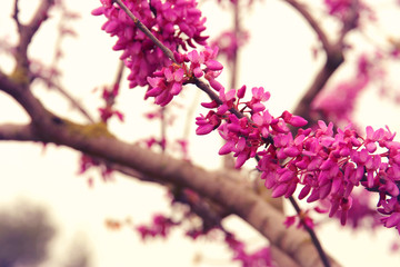 background of spring pink cherry blossoms tree. selective focus.