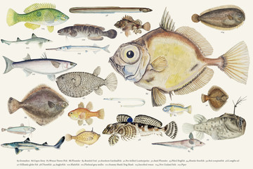 Fototapeta premium Colored vector illustration of fish drawing collection