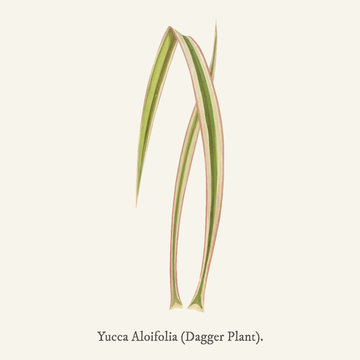 Dagger Plant (Yucca Aloifolia Variecata) found in <a href="https://www.rawpixel.com/search/Shirley%20Hibberd?">Shirley Hibberd</a>&rsquo;s (1825-1890) New and Rare Beautiful-Leaved Plant.