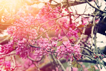 background of spring pink cherry blossoms tree. selective focus.