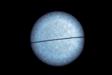 A hair under light microscope 2