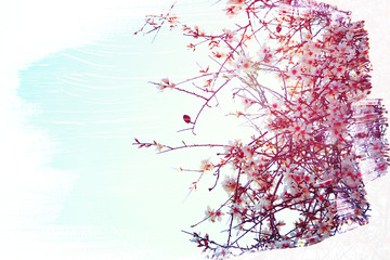 dreamy and abstract image of cherry tree. double exposure effect with watercolor brush stroke texture.