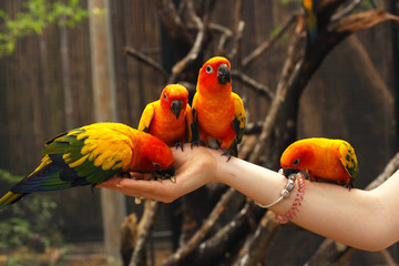 Fototapeta premium ara parrots sit on human hands close up photo