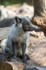 Polar Fox Animal