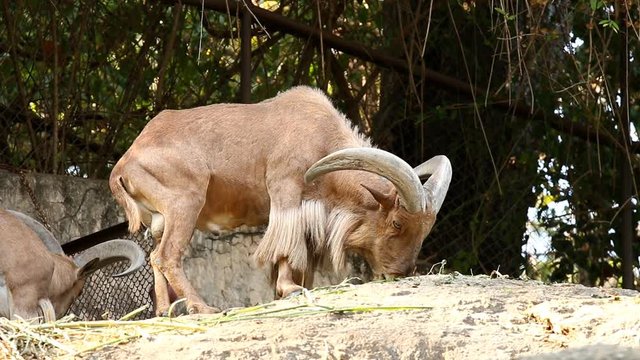 Barbary sheep in chiangmai Thailand