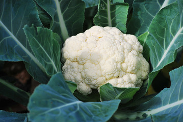 Cauliflower growing in the field