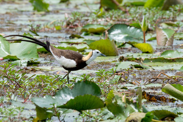 Pheasant-tailed Jacana is the most beautiful waterbird with long tail lived, walk on floating vegetation in shallow lakes