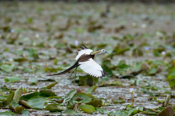 Pheasant-tailed Jacana is the most beautiful waterbird with long tail lived, walk on floating vegetation in shallow lakes