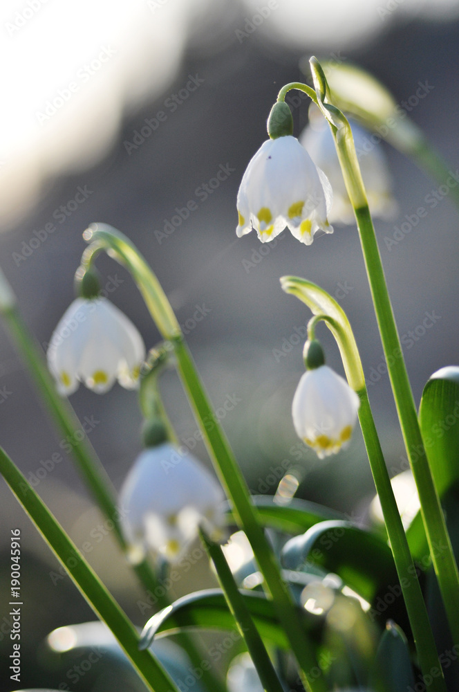 Wall mural Blooming flower called spring snowflake