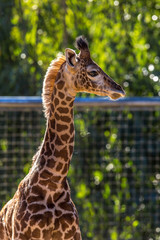Baby Giraffe profile
