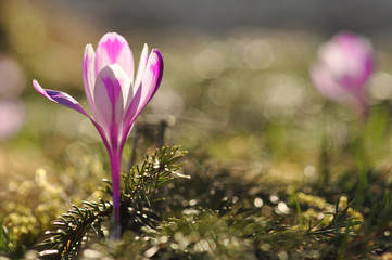 Spring flowering bulbs of purple Crocus flower