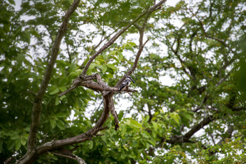 Pied kingfisher