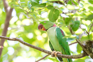 Alexandrine parrot