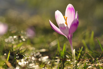 Spring flowering bulbs of purple Crocus flower