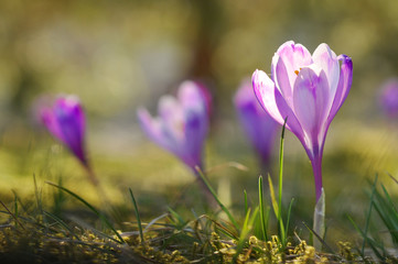 Spring flowering bulbs of purple Crocus flower. Crocus vernus