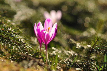 Spring flowering bulbs of purple Crocus flower