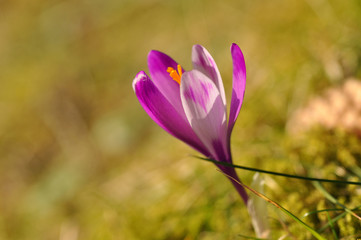Spring flowering bulbs of purple Crocus flower. Crocus vernus